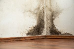 Mould in the corner of the house